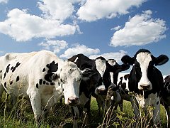 Curious Holsteins, Iowa